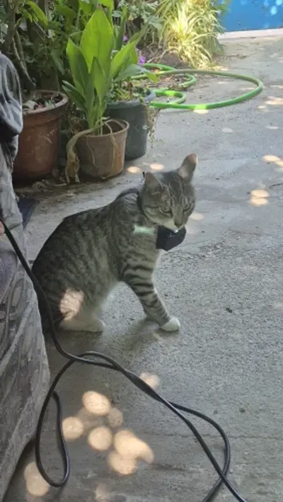 Whiskcam review photo by Fannie M. — cat collar camera